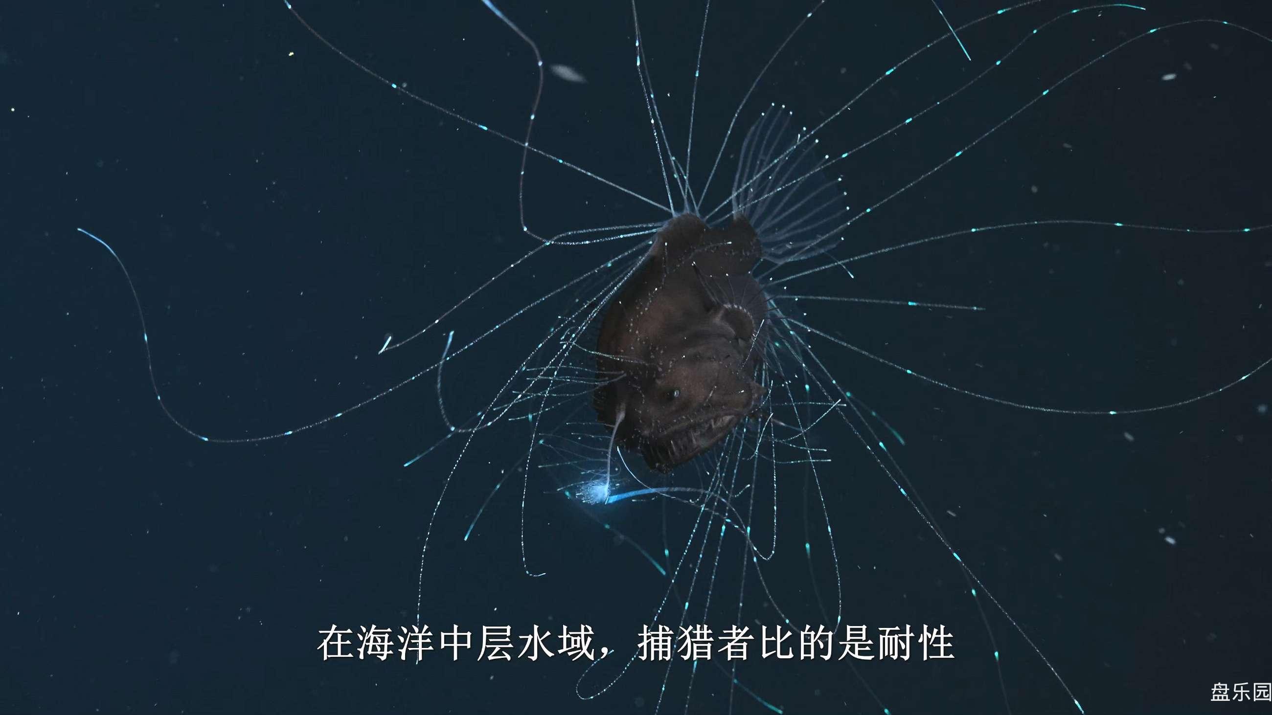 我们的星球.Our.Planet.2019.NETFLIX.HEVC.2160P.ENGLISH.CHS.SE06 海中.mkv_20240310.jpg