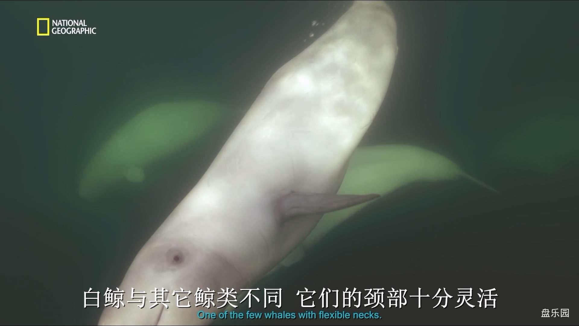 水深火热的星球EP06-极地.1080P@qingcolor精调.mkv_20240311_001608.883.jpg